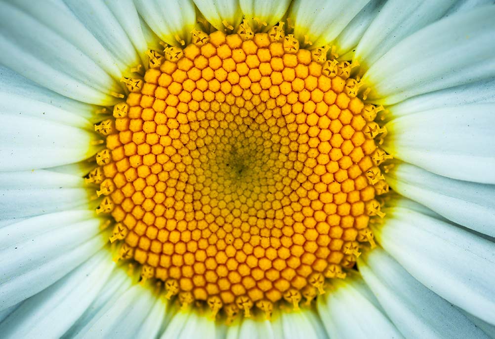 best chamomile tea for anxiety