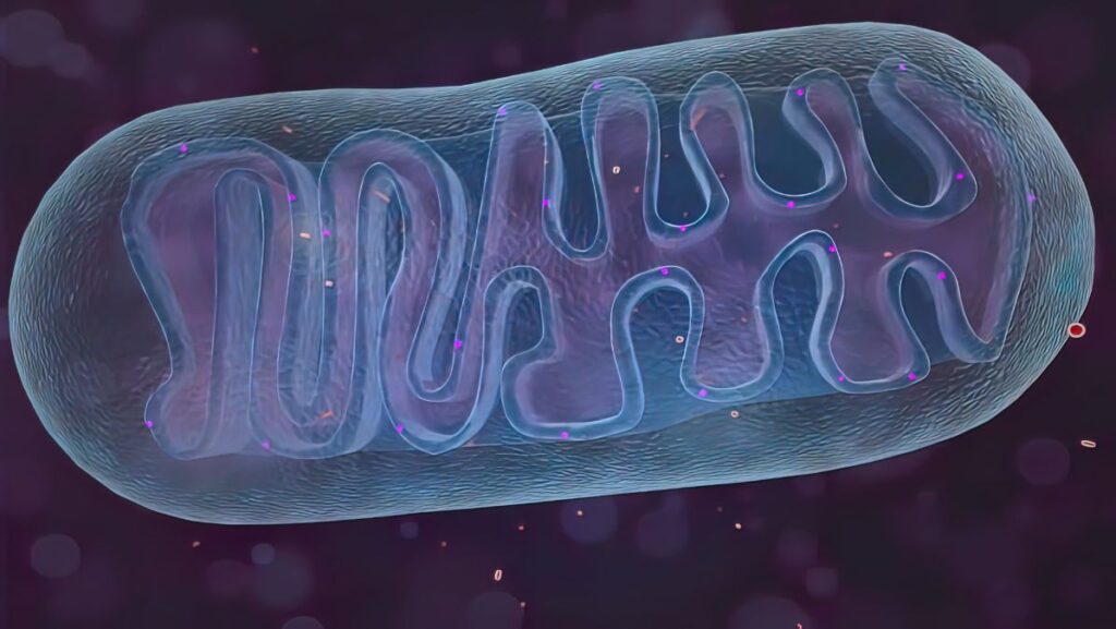 mitochondrial health