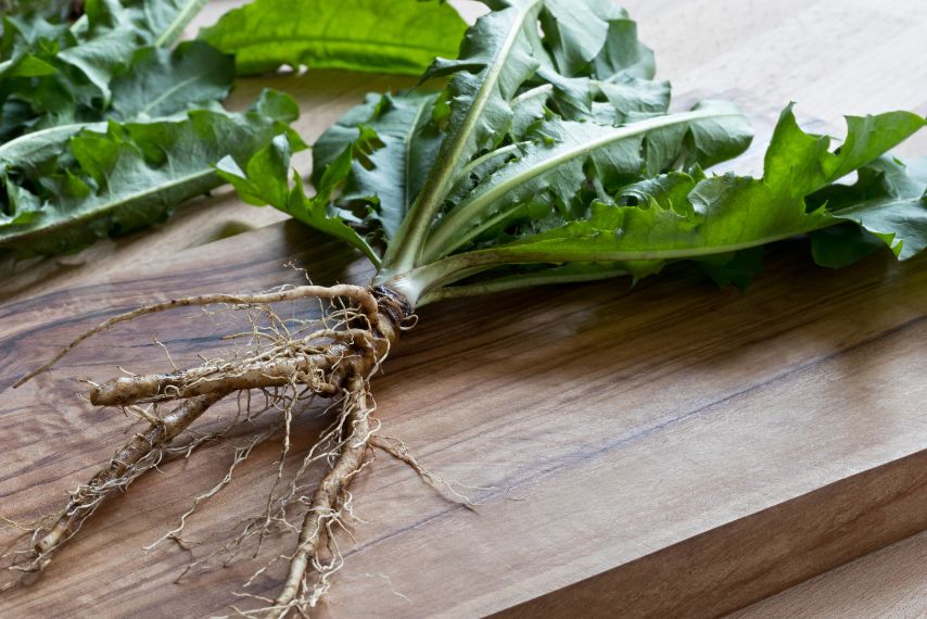 dandelion leaf tea