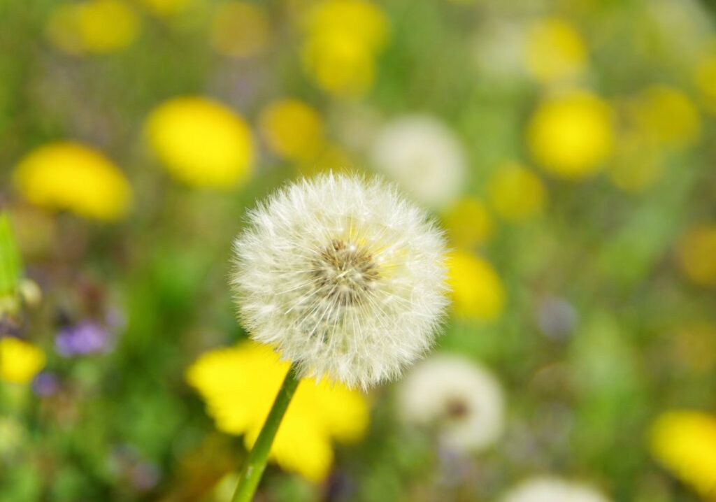 what does dandelion tea taste like