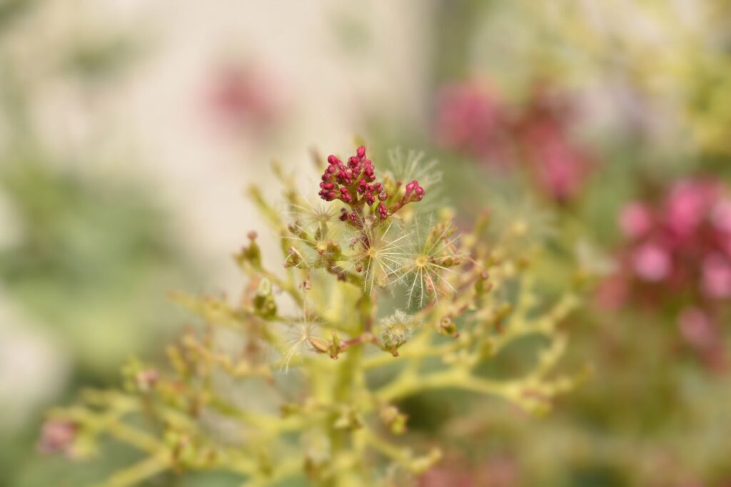 valerian root valium